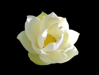 Vietnam symbol of white lotus flower.. Beautiful water lily close-up of white color. On a black background. - 397461832