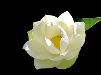 Vietnam symbol of white lotus flower.. Beautiful water lily close-up of white color. On a black background. - 397461855