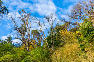 Skinny Tree At Park 5