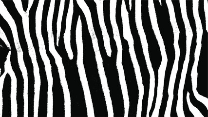 Zebra skin texture. Black and white nature abstract background. Vector EPS10.