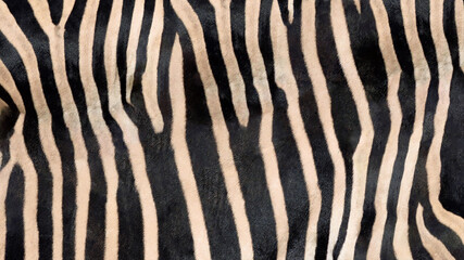 Fototapeta na wymiar Zebra skin texture. Nature abstract background.