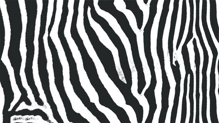 Zebra skin texture. Black and white nature abstract background. Vector EPS10.