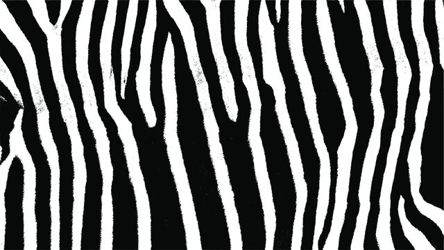Zebra skin texture. Black and white nature abstract background. Vector EPS10. © Kakteen