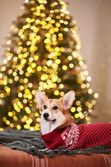 Adorable Welsh Corgi Pembroke in a red knitted sweater celebrating Happy New Year and Merry Christmas