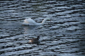 Wasservögel auf einem See mit Schwänen 