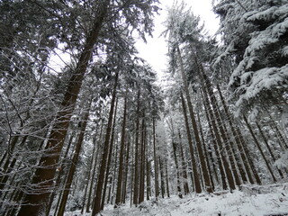 Fototapeta premium Black Forest