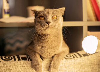 A small, homemade grey British kitten with a happy muzzle under the table lamp light