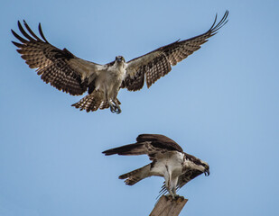 Two Osprey birds at their nest caught in flight