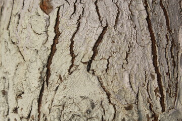 Tree trunk