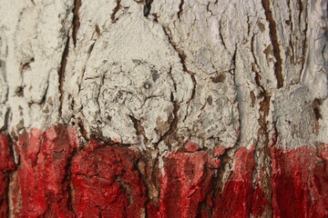 Tree trunk