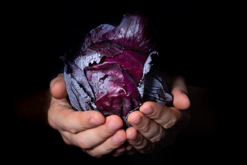 Closeup red cabbage in farmers hands on black background