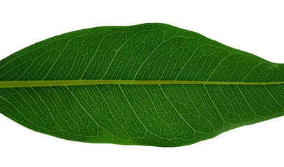 Texture of a green leaf as background. Leaf texture.

