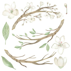 Watercolor easter set of spring blossoming tree twigs. Perfect for printing, web, textile design, souvenirs, scrapbooking and other creative applications.