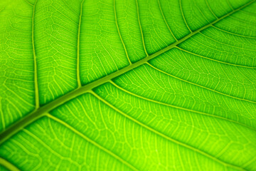 Fototapeta na wymiar Texture of a green leaf as background. Leaf texture. 