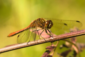 dragonfly on a leaf