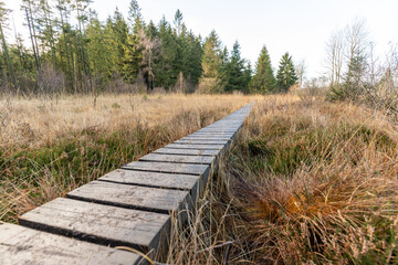 Boardwalk thought the moorland of the high fens in Belgium