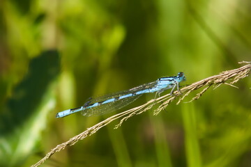 blue dragonfly on a leaf