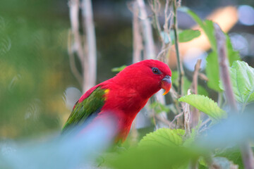 Rad Lori parrot from indonesia islands