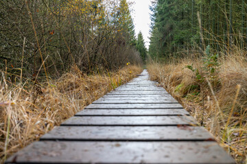 Fototapeta premium Boardwalk thought the moorland of the high fens in Belgium