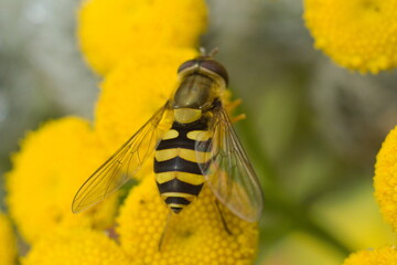 bee on yellow flower