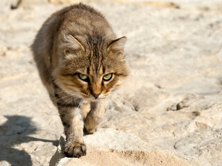 Walking tabby cat 
