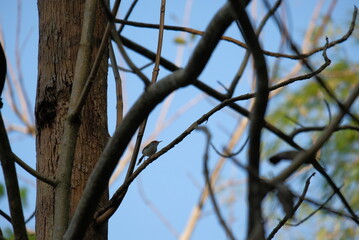 birds spotted on the branch and twig