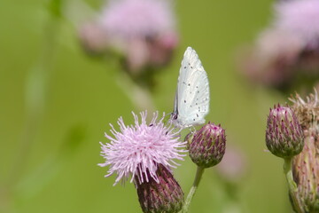 butterfly on pink flower