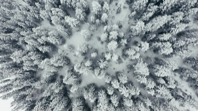 Flying over the green and white winter wonderland. Cold with a Christmas feeling. Shot in December.  shot with a drone