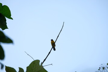low view of black crested bulbul bird on the brach