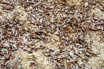 autumn leaves in the snow