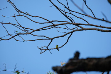 bird perch on dead twig, black crested bulbul resting on the branch