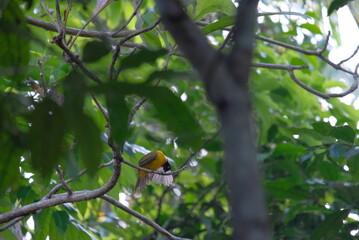 The black crested bulbul or Rubigula flaviventris spotted on tree