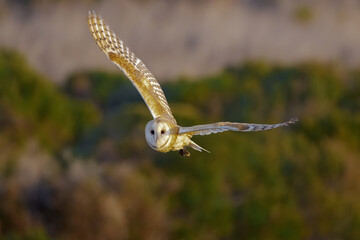 Barn Owl