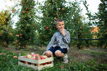 Child standing in fruit orchard and eating apple.