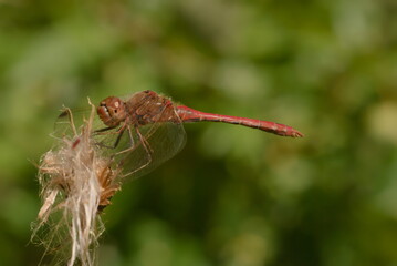red dragonfly on leaf