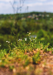 Little flowers over the escarpment
