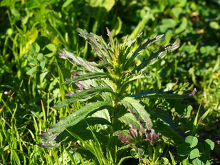 Mediterranean Lineseed (Bellardia trixago)