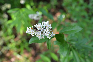 In the spring in nature, ordinary privet (ligustrum vulgare) blooms