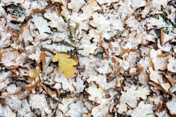 autumn leaves in the snow