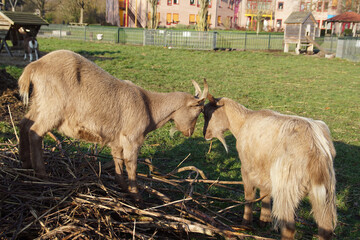 Fototapeta premium Two light brown goats together. Late autumn, December in the Netherlands.