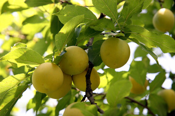 Yellow cherry plum on a branch