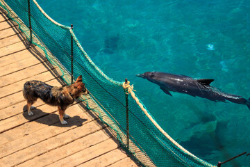 Dog on the dock and dolphin in the sea