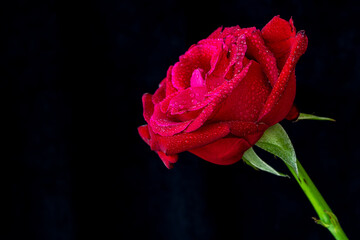 Red rose with water dorps on black background. Concept Valentine, gift, romance. With space for writing