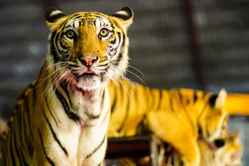 Bengal tiger or Indian tiger performing in the circus