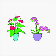 orchid and calla in a vase