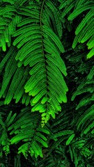 fern leaves