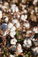 Arizona cotton field, cotton, bolls, plants, agriculture, farming, 