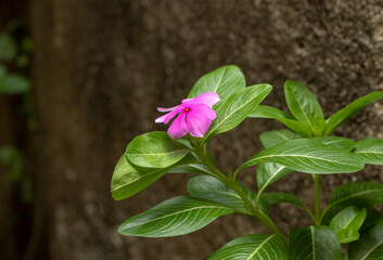 Catharanthus, popularmente conhecido no Brasil pelo nome de boa-noite.  a Catharanthus roseus tem uma grande importância para a medicina no tratamento da leucemia.
