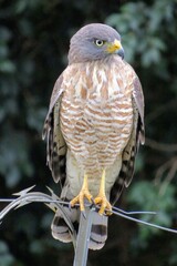 Roadside Hawk, Rupornis magnirostris