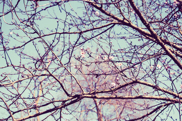 Flowering fruit tree in springtime, beautiful spring flower background